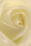 The close-up of this cream-white rose invites you to imagine the sensation of soft, dew-touched petals unfurling under morning light, just as one might encounter fresh blooms opened at the market near Stepney Green. Each layer folds delicately inward, their matte and silky textures offering an almost tangible sense of calm and reverence. Subtle interplay of ivory and pale yellow hues draws the eye to the heart of the bloom, where shadows form gentle, curling lines that hint at secret depths within. This rose, with its serene luminosity and understated fragrance, captures the emotion behind meaningful gestures-be it sympathy, admiration, or a fresh start for someone dear. The peaceful aura it radiates reflects the quiet charm of Stepney's streets, and the meticulous care of local florists bringing beauty and solace to every bouquet. It's a living emblem of heartfelt connection, delivered with artistry to brighten any moment in the community.